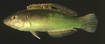 Image of Halichoeres miniatus (Circle-cheek wrasse)