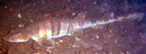 Image of Halaelurus natalensis (Tiger catshark)