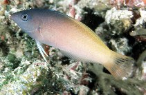 Image of Halichoeres prosopeion (Twotone wrasse)