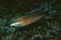 Image of Halichoeres semicinctus (Rock wrasse)