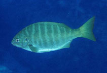 Image of Kyphosus azureus (Zebra-perch sea chub)