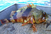 Image of Helicolenus barathri (Bigeye sea perch)