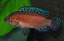 Image of Rubricatochromis exsul (Turkana jewel cichlid)