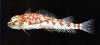 Image of Helcogramma inclinata (Triangle triplefin)