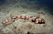 Image of Hemiscyllium halmahera (Halmahera Epaulette Shark)