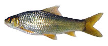 Image of Henicorhynchus ornatipinnis (Red-finned mud carp)