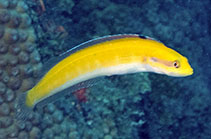 Image of Hemiemblemaria simula (Wrasse blenny)