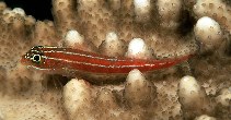 Image of Helcogramma striata (Tropical striped triplefin)