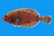 Image of Hippoglossina bollmani 