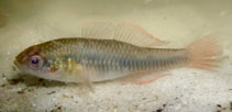 Image of Hypseleotris galii (Firetailed gudgeon)