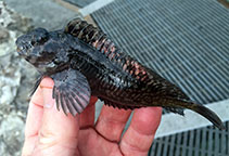 Image of Hypsoblennius gilberti (Rockpool blenny)