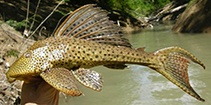 Image of Hypostomus hemicochliodon 