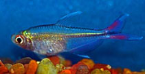 Image of Hyphessobrycon stegemanni (Savanna tetra)