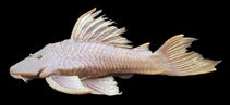 Image of Hypostomus ternetzi 