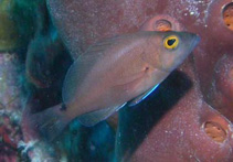 Image of Hypoplectrus affinis (Bluelip hamlet)