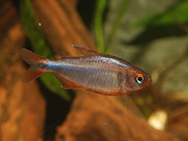 Image of Hyphessobrycon wadai 