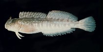 Image of Istiblennius spilotus (Spotted rockskipper)