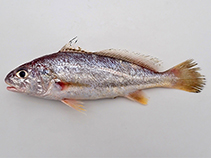 Image of Johnius distinctus 