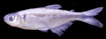 Image of Knodus moenkhausii 