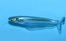 Image of Kryptopterus cryptopterus 