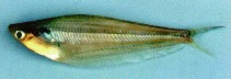 Image of Kryptopterus schilbeides 