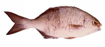 Image of Kyphosus cornelii (Western buffalo bream)