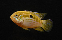 Image of Laetacara araguaiae 