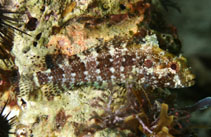 Image of Gobioclinus guppyi (Mimic blenny)