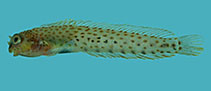 Image of Laiphognathus multimaculatus (Spotty blenny)