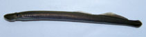 Image of Entosphenus similis (Klamath river lamprey)