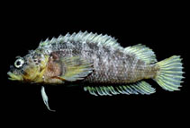 Image of Brockius striatus (Green blenny)