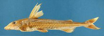 Image of Leptodoras acipenserinus 