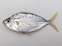 Image of Equulites berbis (Berber ponyfish)