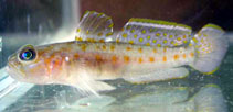 Image of Lesueurigobius friesii (Fries\