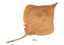 Image of Leucoraja longirostris (Brown longnose skate)