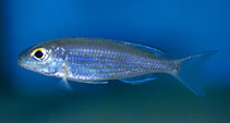 Image of Lestradea perspicax 