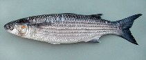 Image of Chelon auratus (Golden grey mullet)