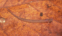 Image of Listrura nematopteryx 