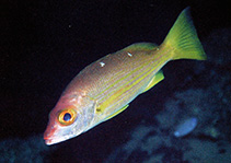 Image of Lutjanus mizenkoi (Samoan snapper)