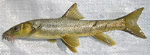 Image of Luciobarbus mursa (Mursa)