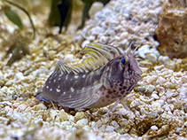 Image of Lupinoblennius nicholsi (Highfin blenny)