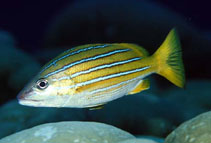 Image of Lutjanus viridis (Blue and gold snapper)