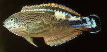 Image of Macropharyngodon bipartitus (Rare wrasse)