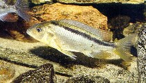 Image of Mylochromis sphaerodon (Roundtooth hap)