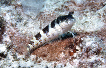 Image of Malacoctenus triangulatus (Saddled blenny)