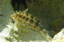 Image of Malacoctenus versicolor (Barfin blenny)