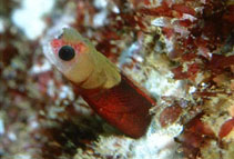 Image of Mccoskerichthys sandae (Tufted blenny)