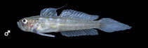 Image of Microgobius erectus (Erect goby)