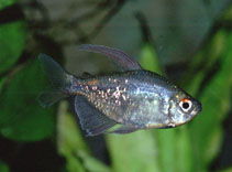 Image of Moenkhausia pittieri (Diamond tetra)