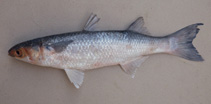 Image of Mugil incilis (Parassi mullet)